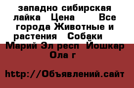 западно сибирская лайка › Цена ­ 0 - Все города Животные и растения » Собаки   . Марий Эл респ.,Йошкар-Ола г.